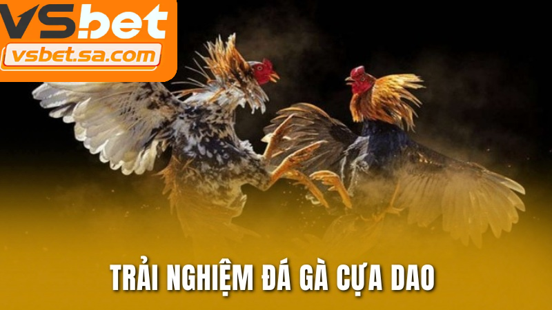 Đá gà cựa dao là hình thức chọi gà dùng lưỡi dao sắc kết liễu nhanh