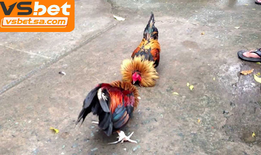 Đá gà tre nổi bật với tốc độ nhanh và tính giải trí cao trong thời gian ngắn